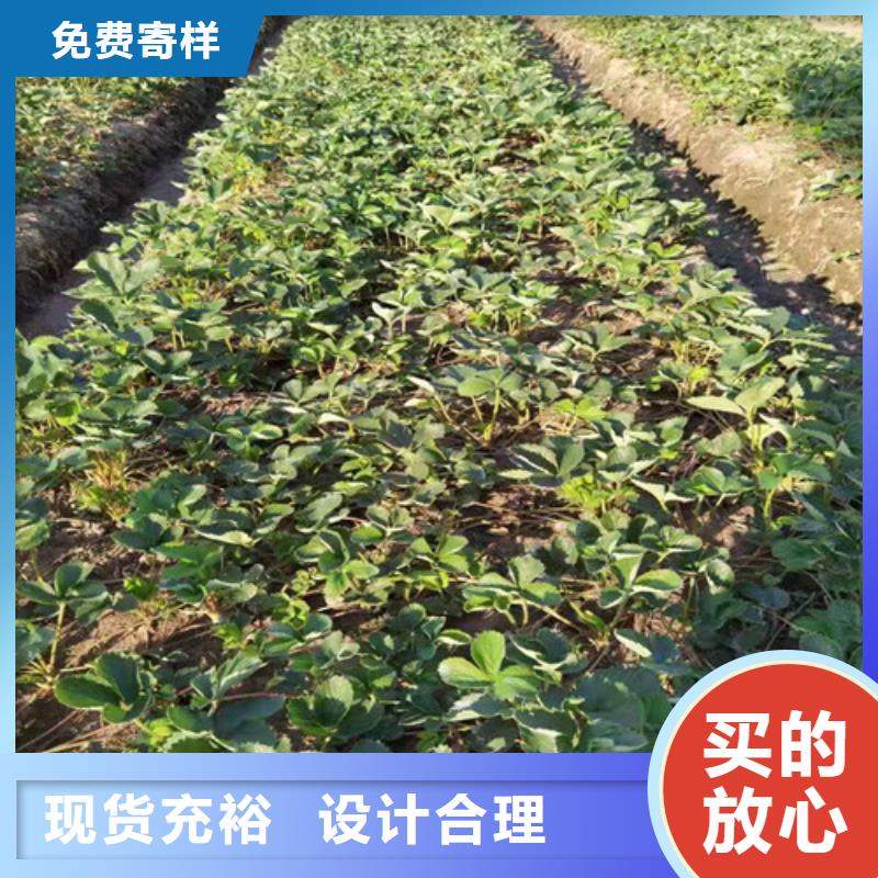 哈尼草莓苗