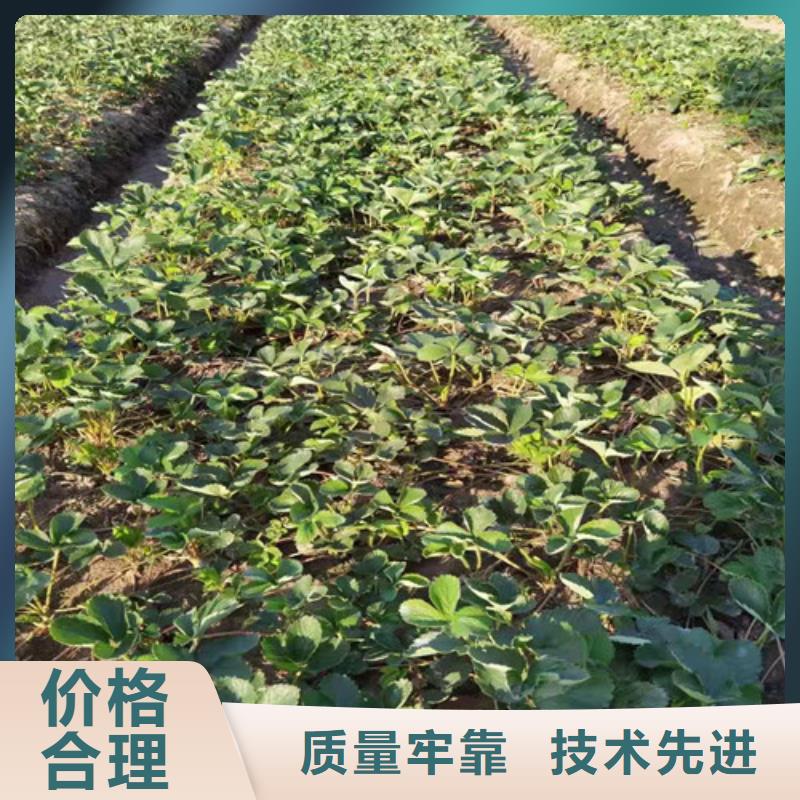 丽雪草莓苗