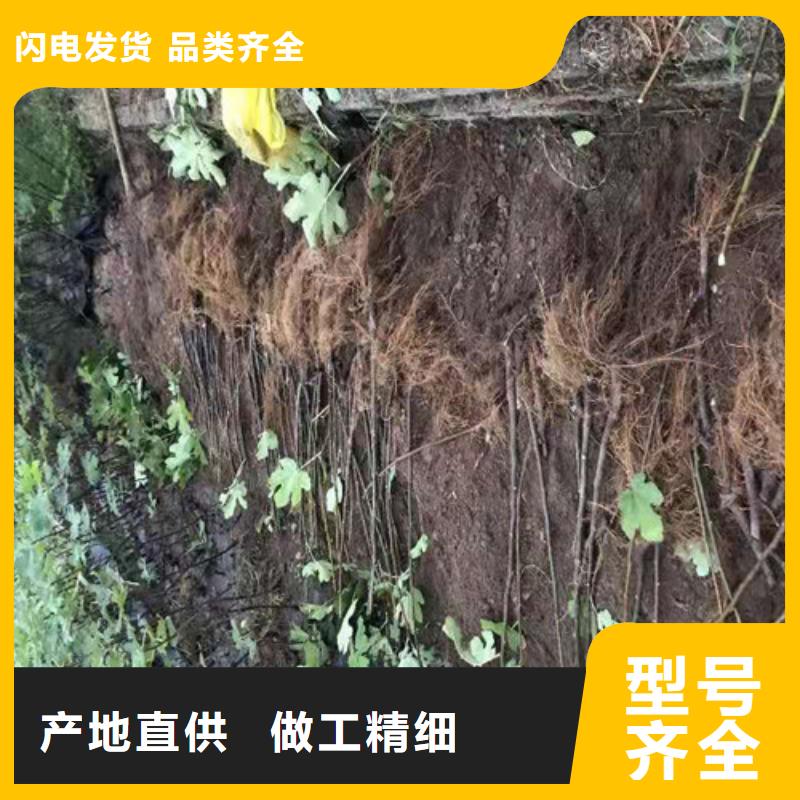 芭劳奈无花果树苗
