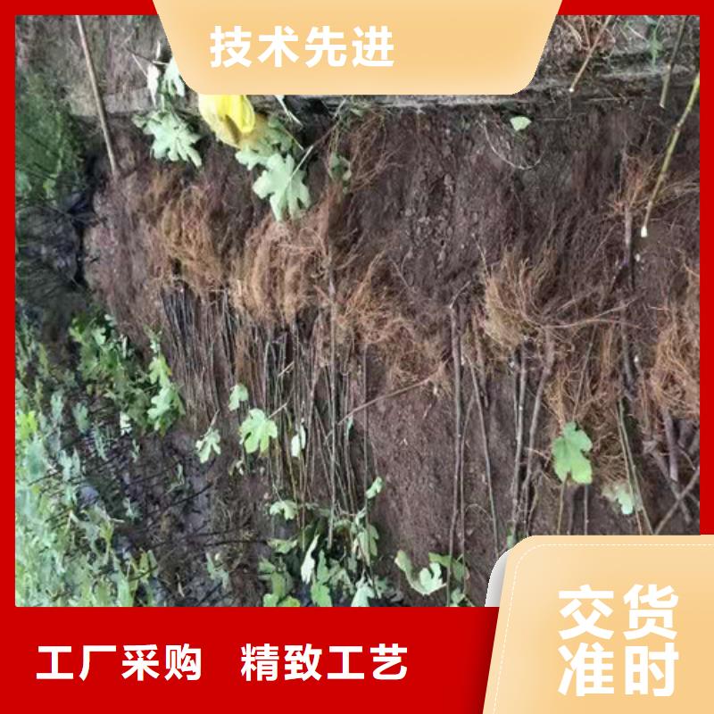 斯特拉无花果树原产地
