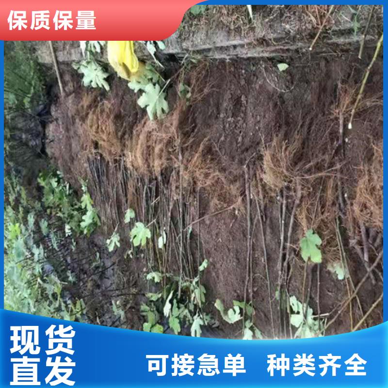 芭劳奈无花果苗
