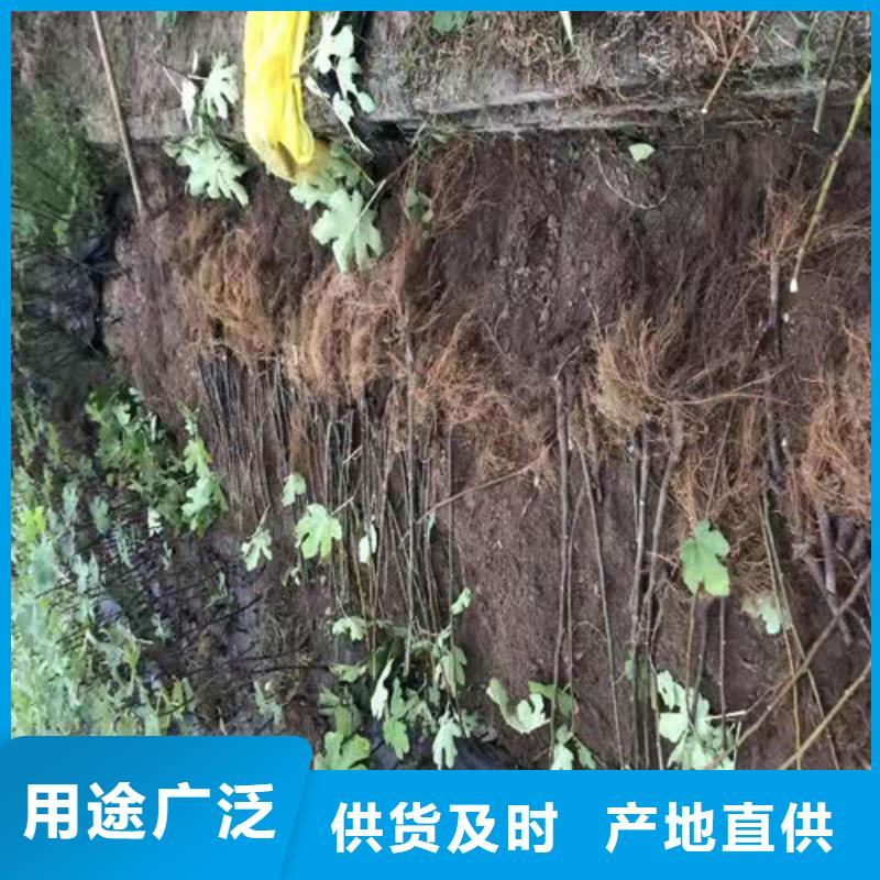 定安县丰产黄无花果树苗