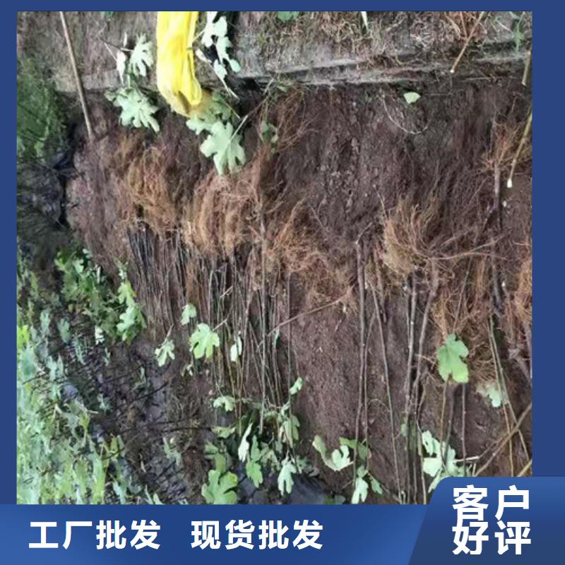 临高县布兰瑞克无花果苗管理方式