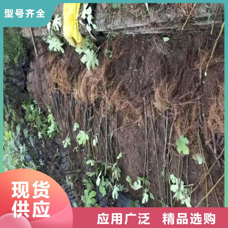 美利亚无花果树苗
