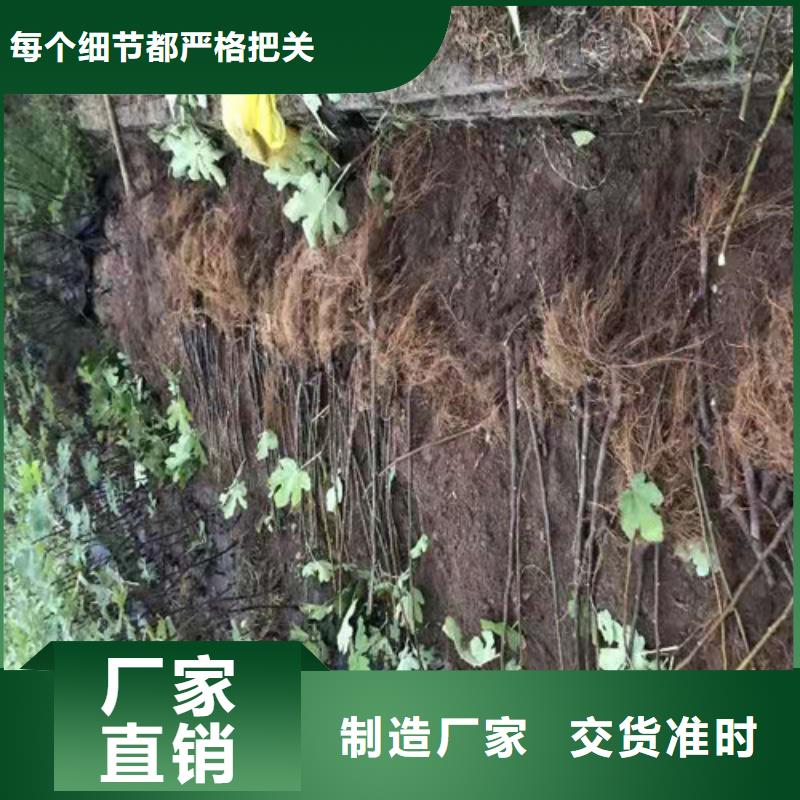 无花果西瓜苗源头采购