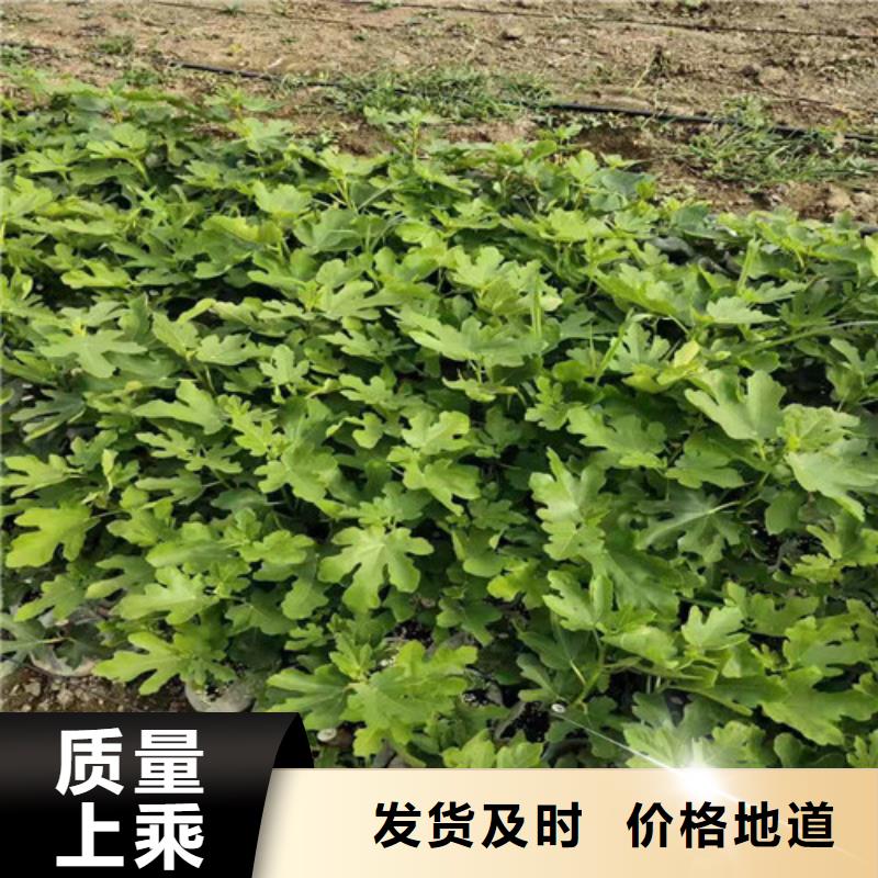 芭劳奈无花果树苗批发低价