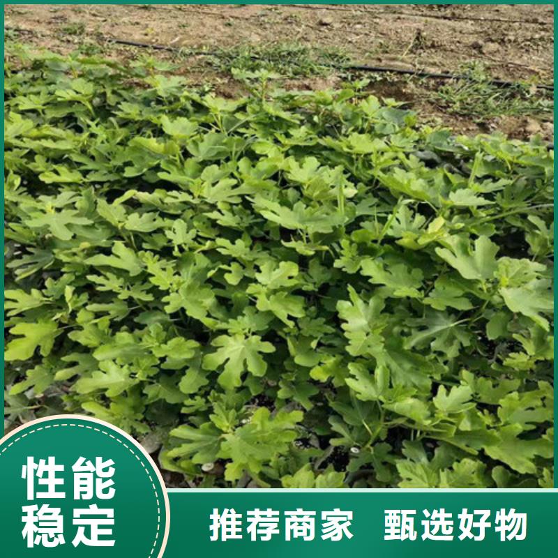 芭劳奈无花果苗资讯