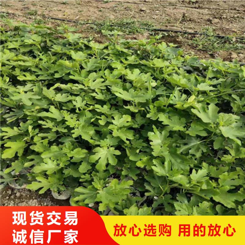 布兰瑞克无花果苗