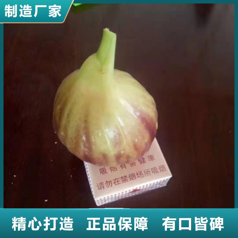 芭劳奈无花果树苗批发低价