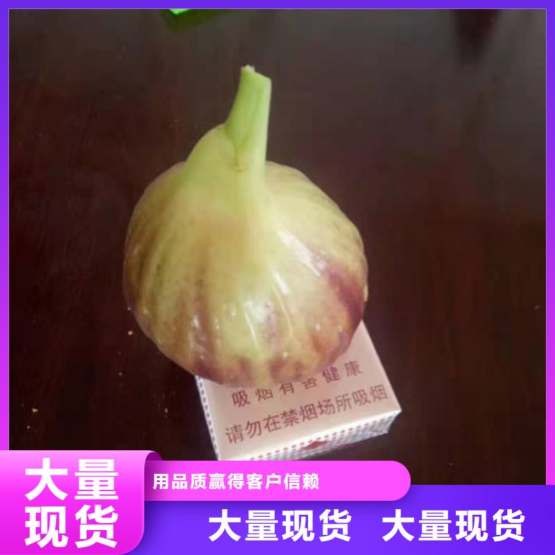 无花果樱桃树苗购买的是放心