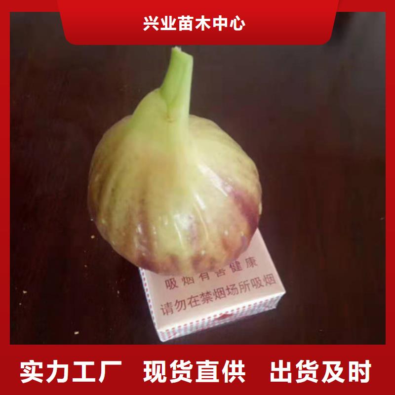玛斯义陶芬无花果树苗