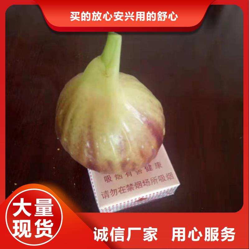 芭劳奈无花果苗