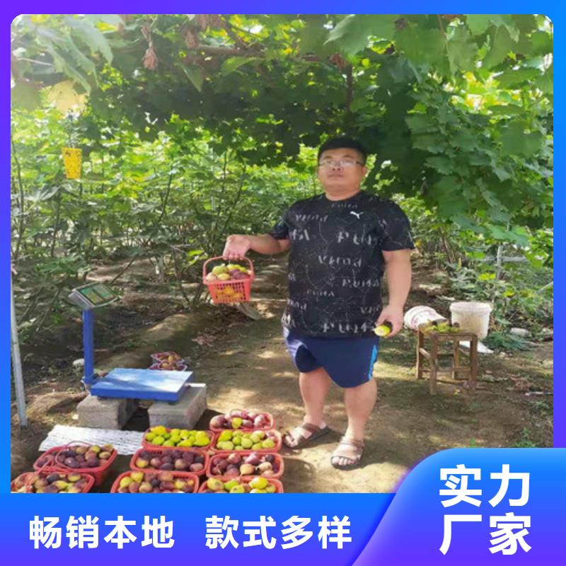 金傲芬无花果苗