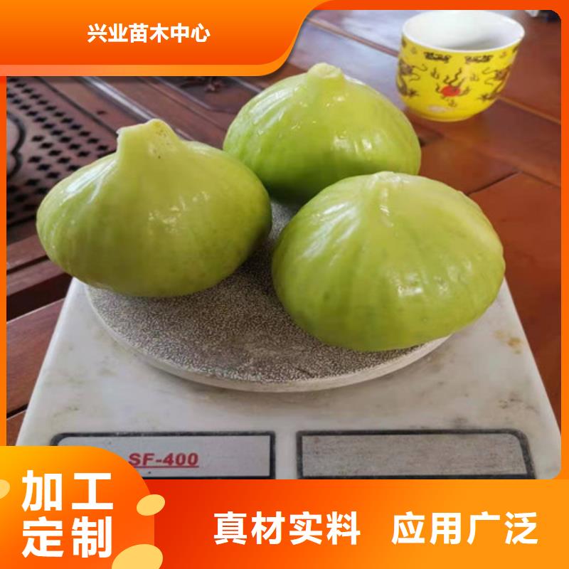 华丽无花果树苗
