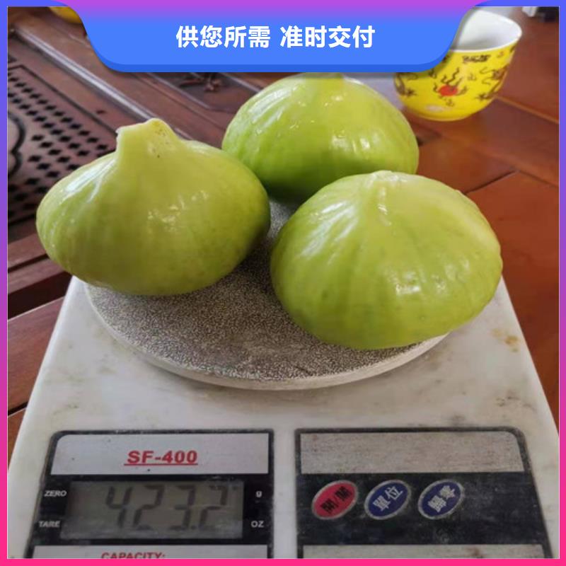 玛斯义陶芬无花果苗
