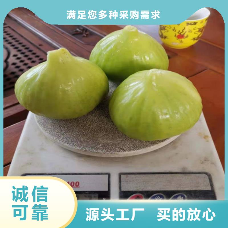 波姬红无花果苗