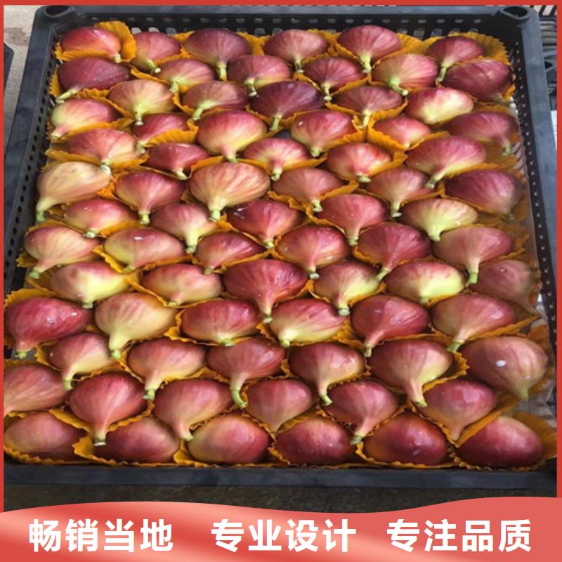 临高县布兰瑞克无花果苗管理方式