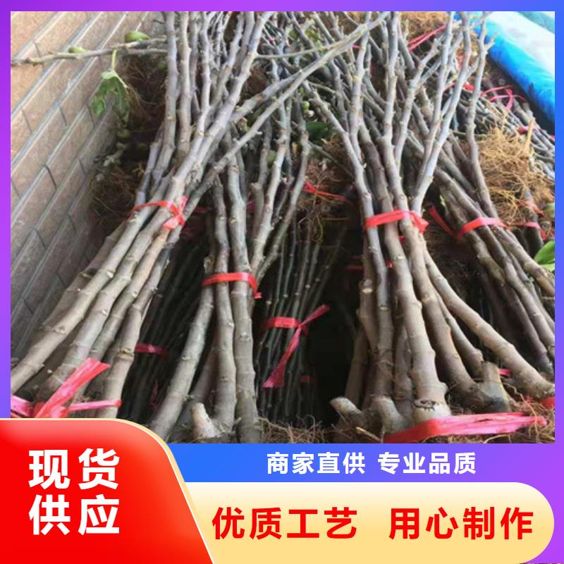 金傲芬无花果苗种植方法及时间