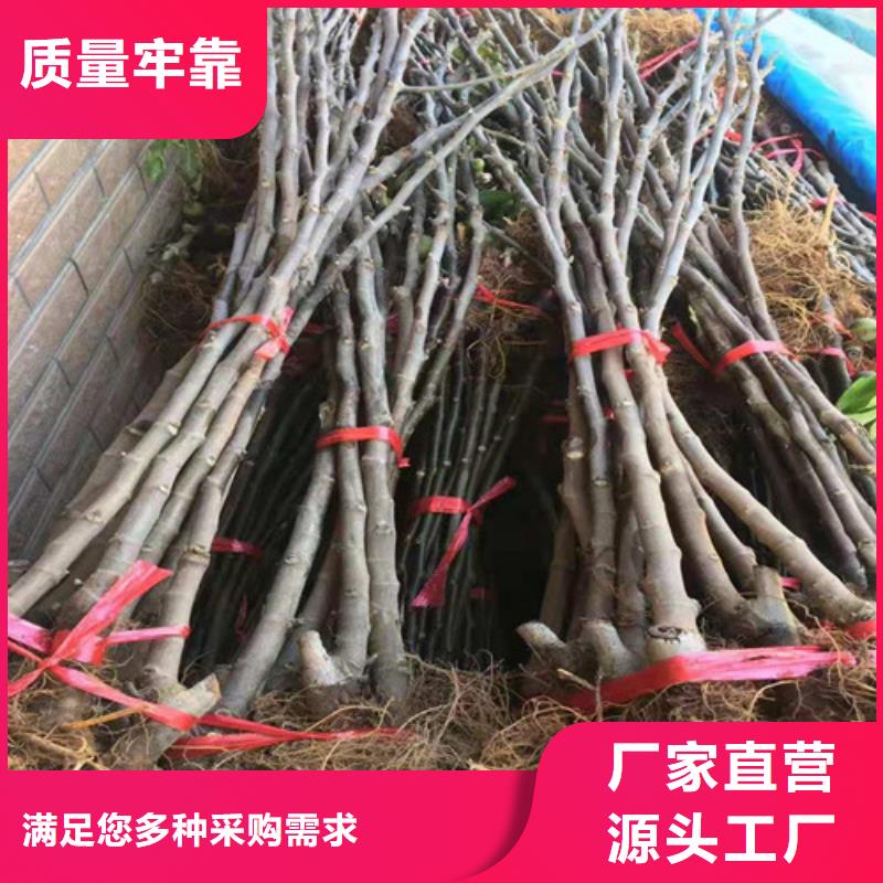 无花果樱桃树苗工厂自营