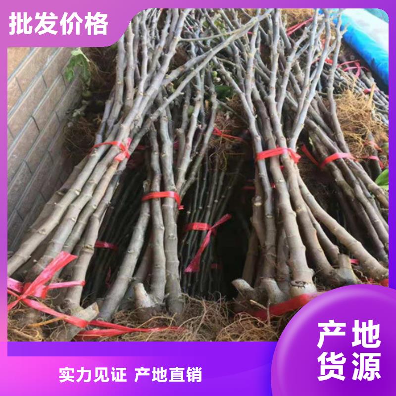 玛斯义陶芬无花果树苗
