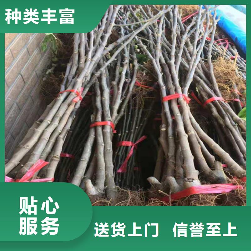 无花果红耔山楂苗工厂采购