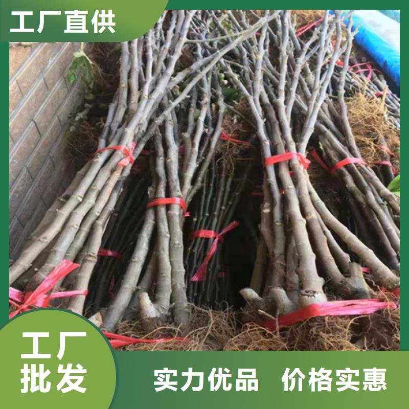 布兰瑞克无花果树苗