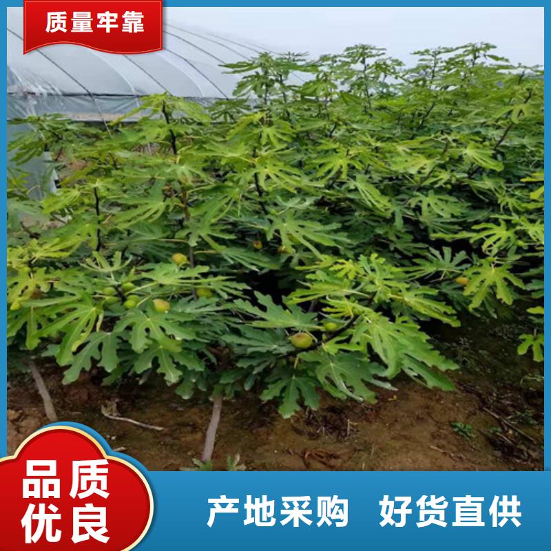华丽无花果树苗