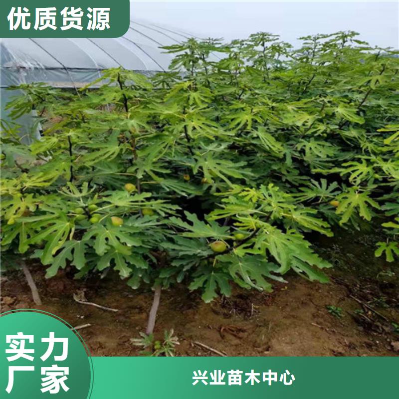 金傲芬无花果树苗高产品种