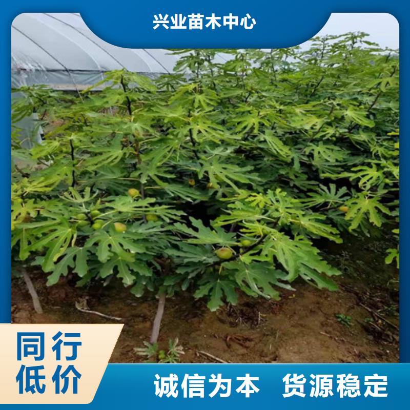 青皮无花果苗成活率高