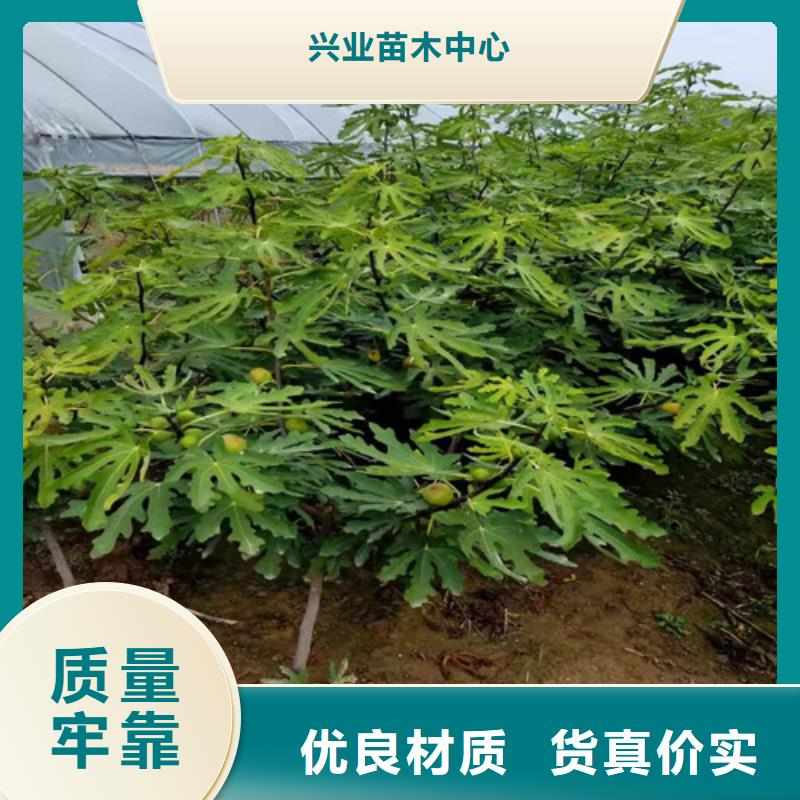 无花果烟福8苹果苗供货及时