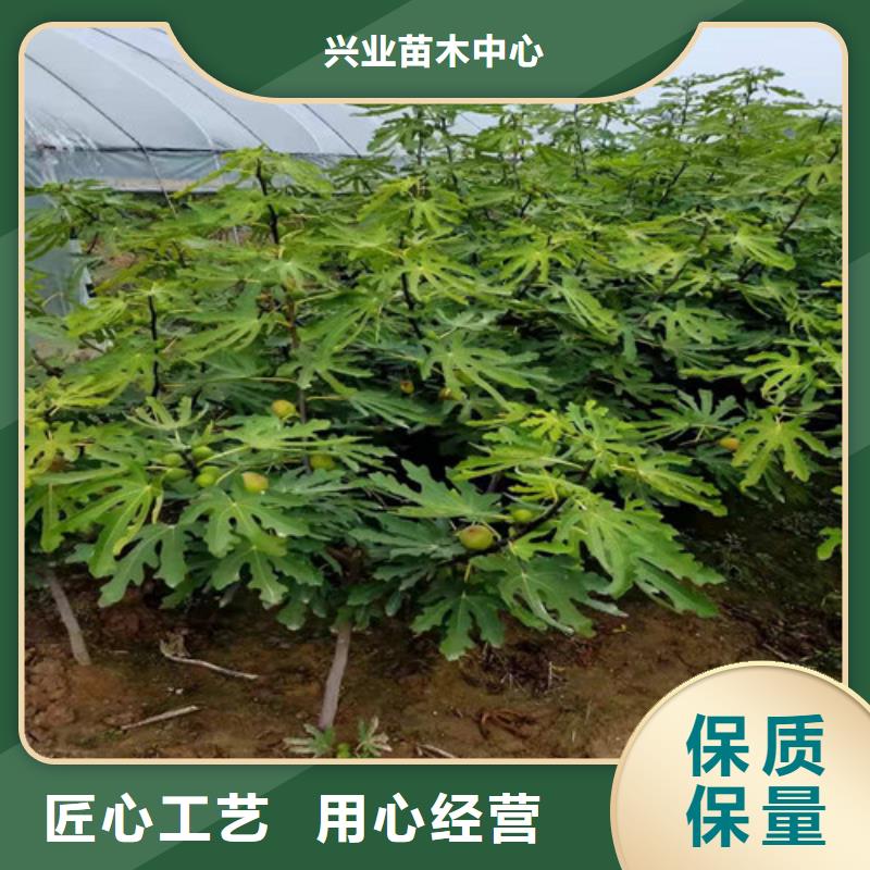 无花果樱桃树苗购买的是放心