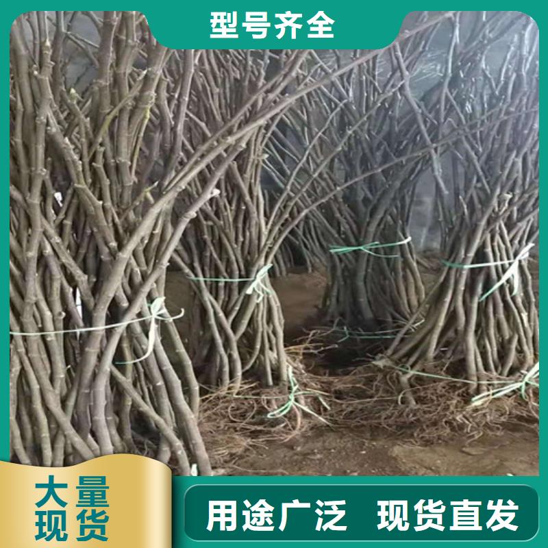 美利亚无花果树苗
