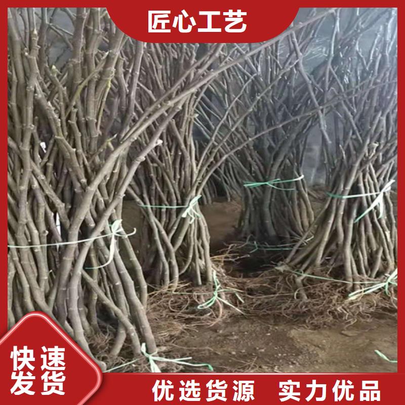 金傲芬无花果树苗高产品种