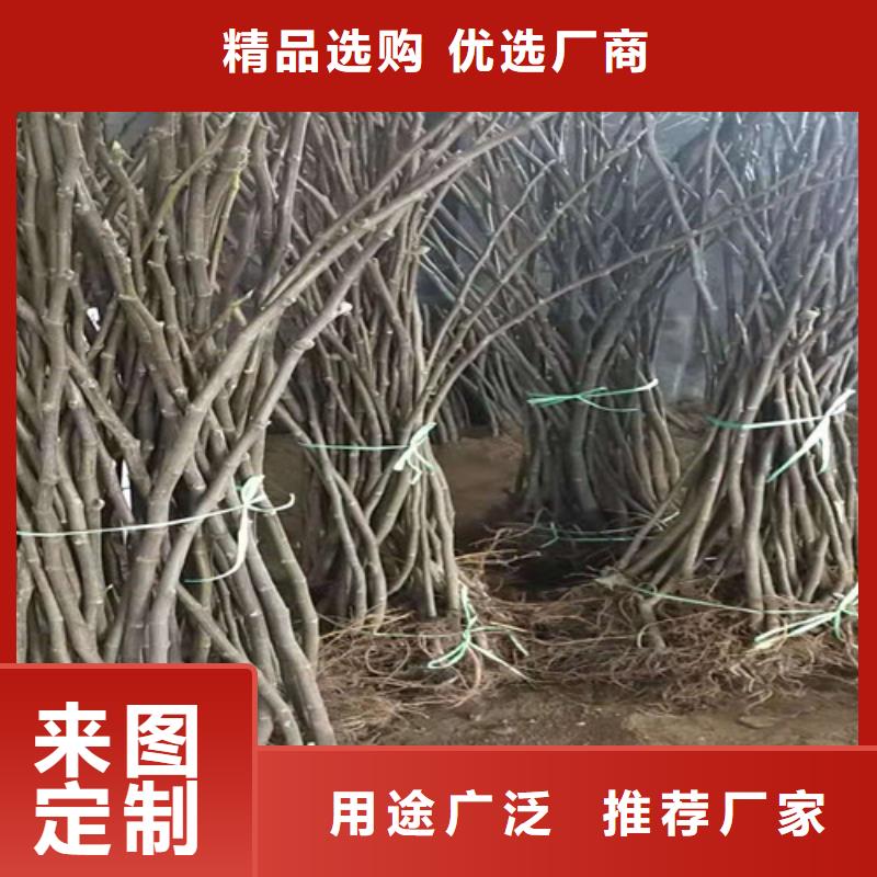 早黄无花果苗