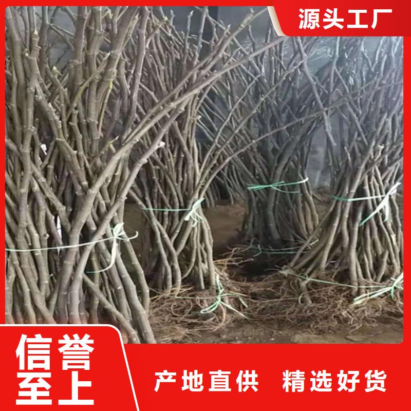 青皮无花果树苗