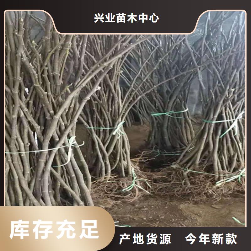 襄樊芭劳奈无花果苗多少钱一棵
