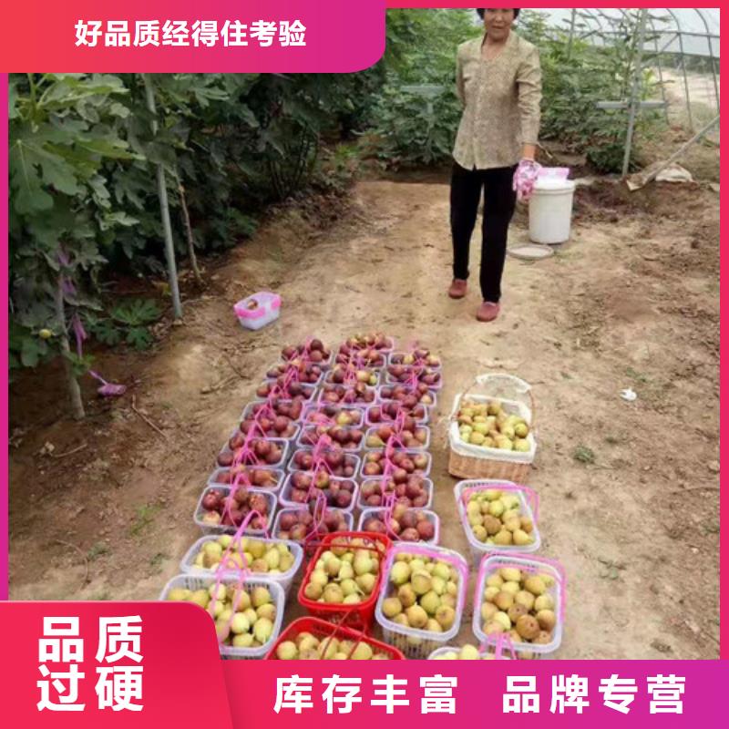 芭劳奈无花果树苗批发低价