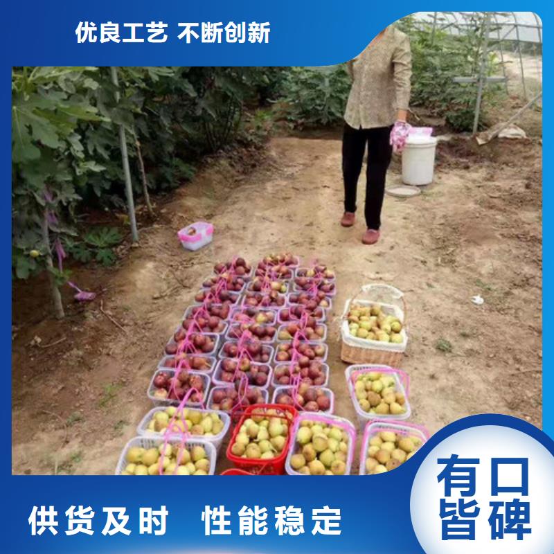 金傲芬无花果苗品种大全