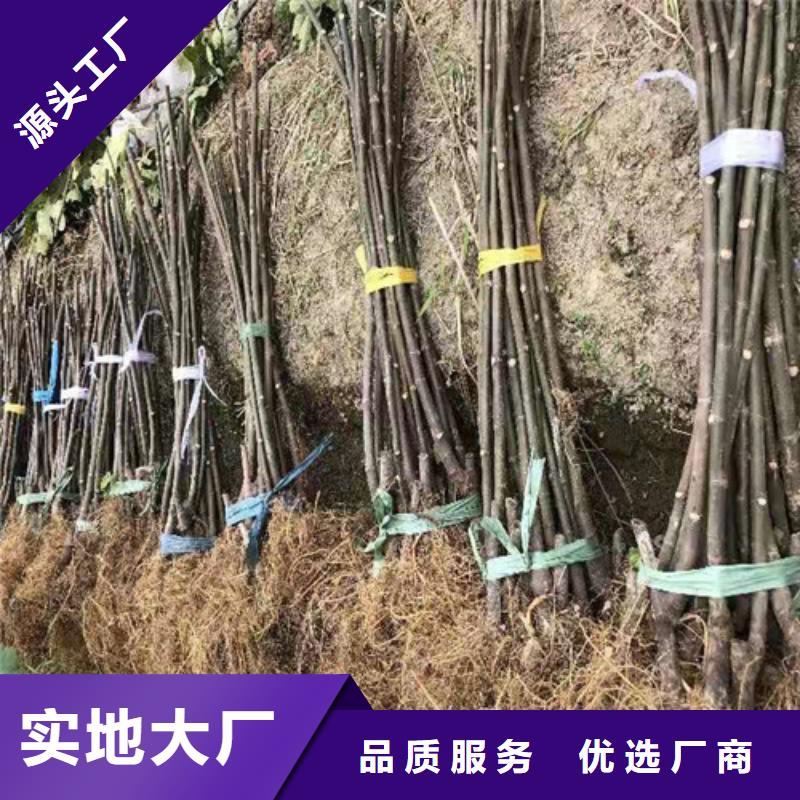 临高县布兰瑞克无花果苗管理方式