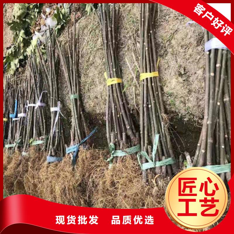 玛斯义陶芬无花果树苗