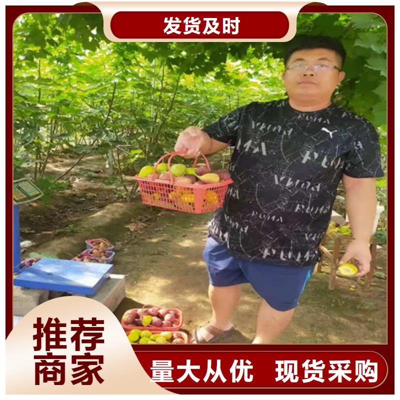 新疆早黄无花果苗