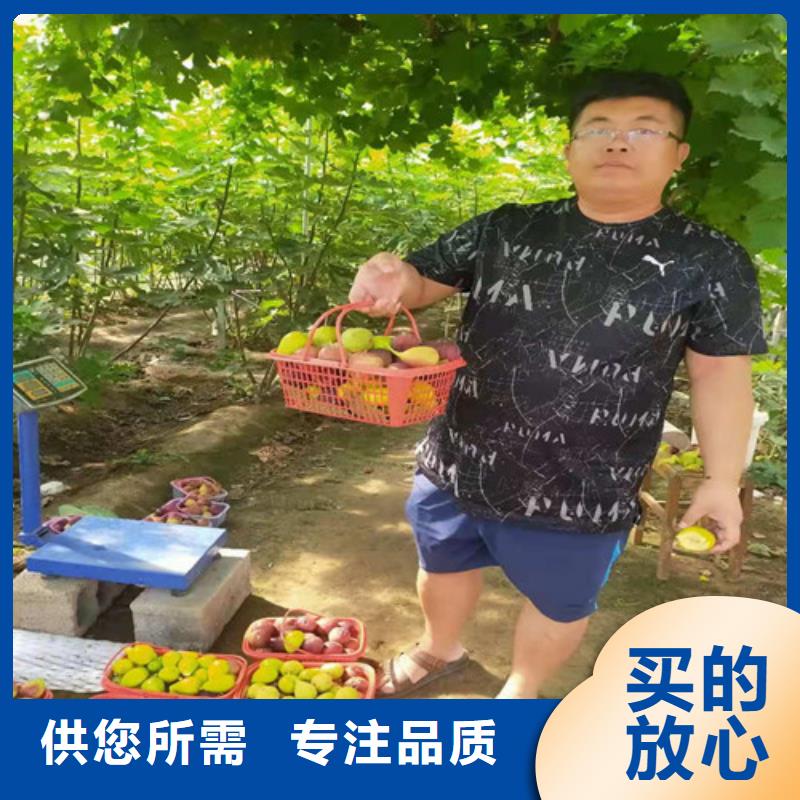 无花果-樱桃树苗现货直供