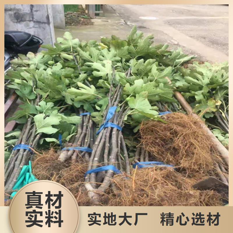 金傲芬无花果苗