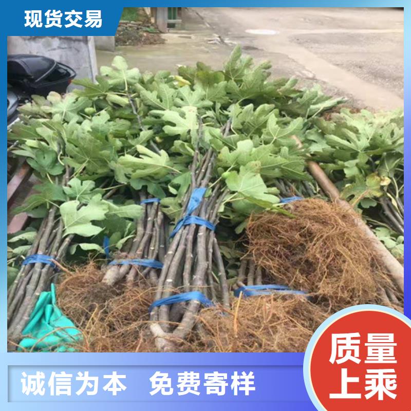 华丽无花果苗