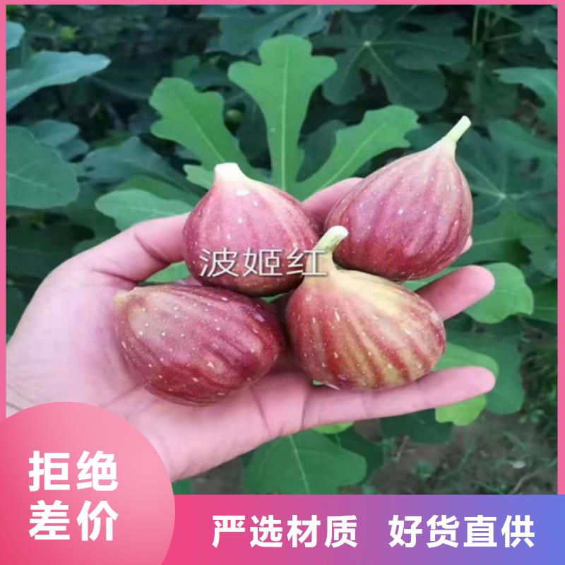 华丽无花果树苗基地图片
