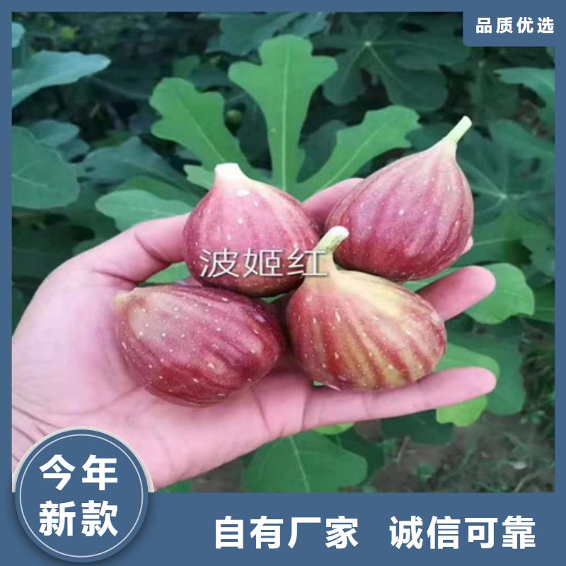 斯特拉无花果树苗批发低价