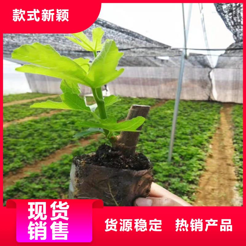 波姬红无花果树苗种植基地