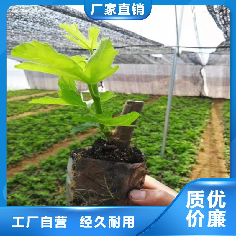布兰瑞克无花果树