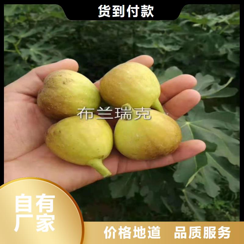 临高县布兰瑞克无花果苗管理方式