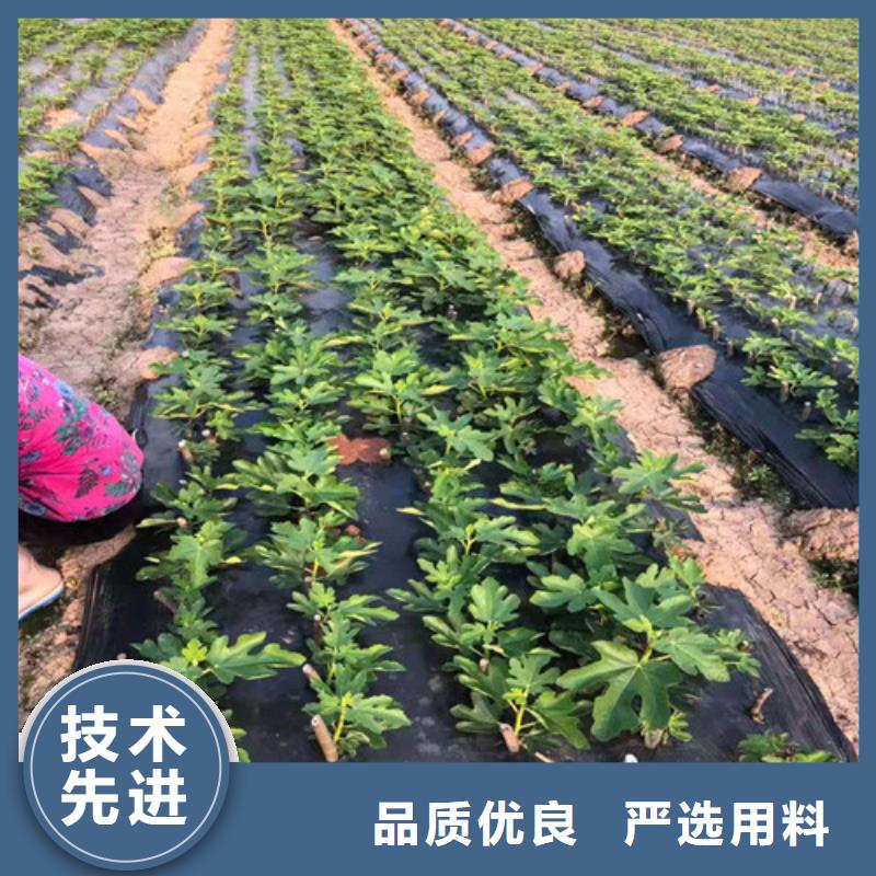 华丽无花果树苗基地图片